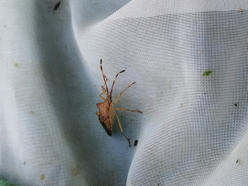 Gonocerus acuteangulatus - aranypetés karimáspoloska