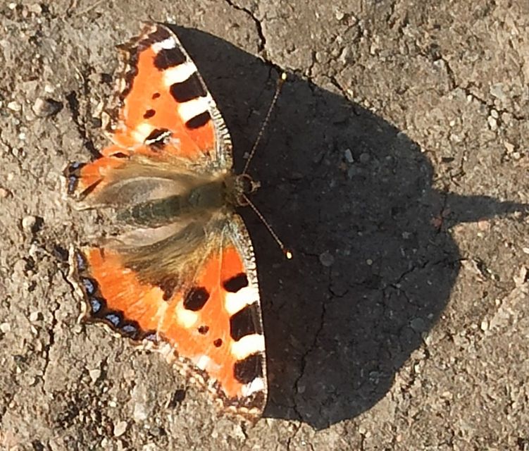 Nymphalis urticae - kis rókalepke