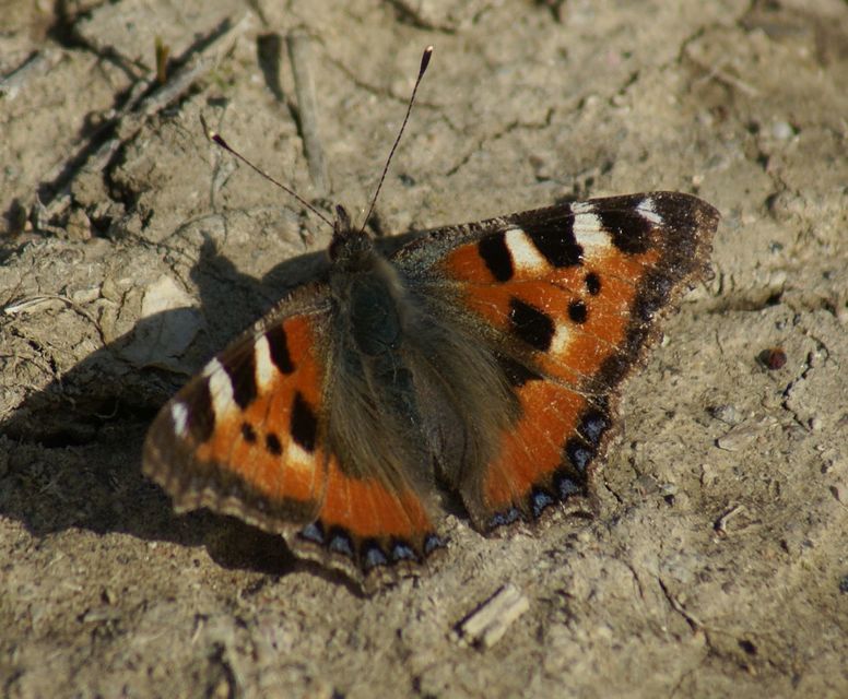 Nymphalis urticae - kis rókalepke