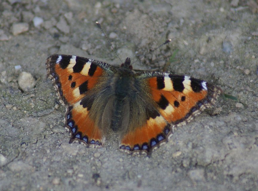 Nymphalis urticae - kis rókalepke