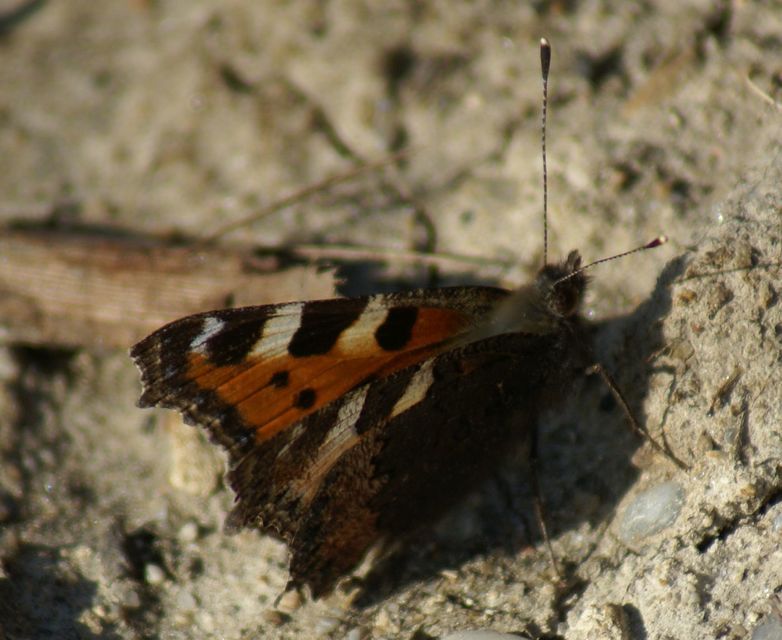 Nymphalis urticae - kis rókalepke