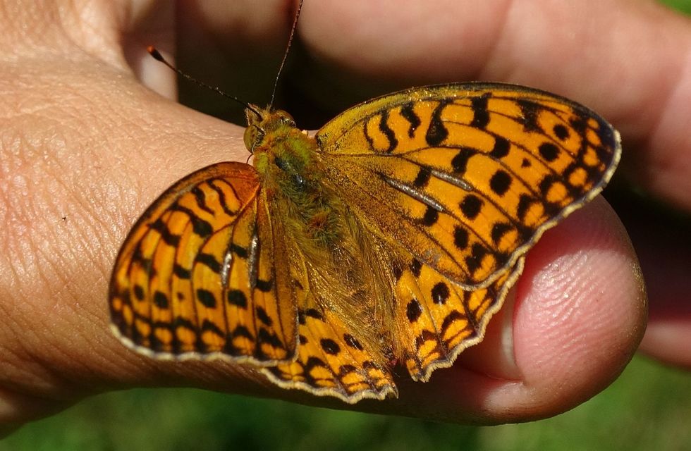 Argynnis adippe - ezüstös gyöngyházlepke