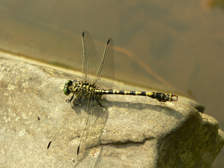 Onychogomphus forcipatus - gyűrűs folyami-szitakötő