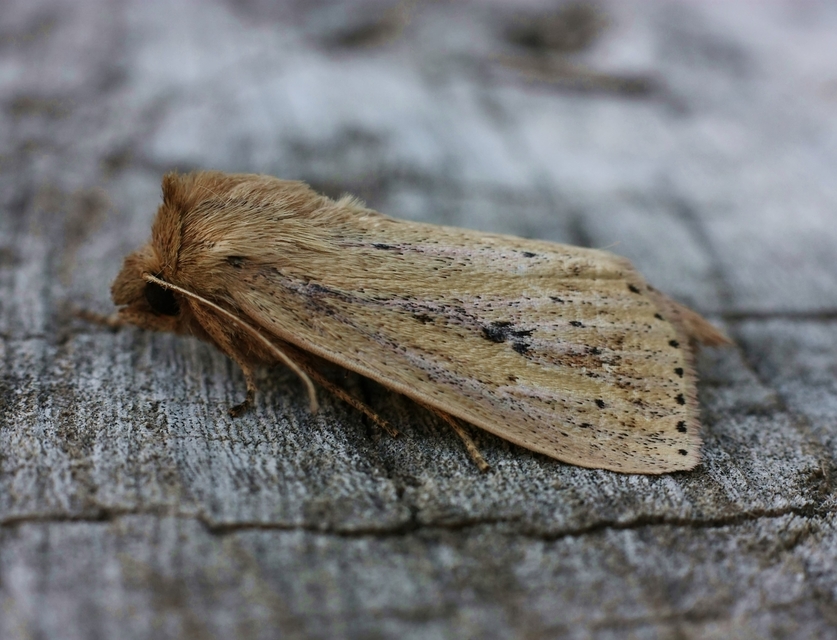 Globia sparganii - nagy nádibagoly