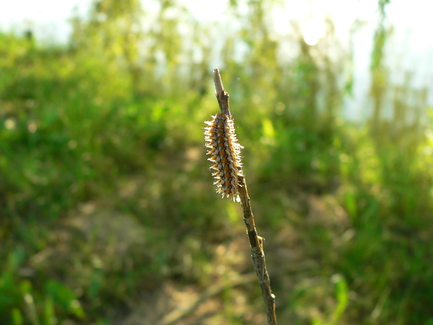 Melitaea didyma - tüzes tarkalepke