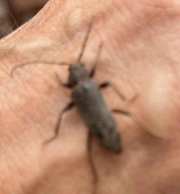 Trichoferus campestris - szállóvendég éjicincér