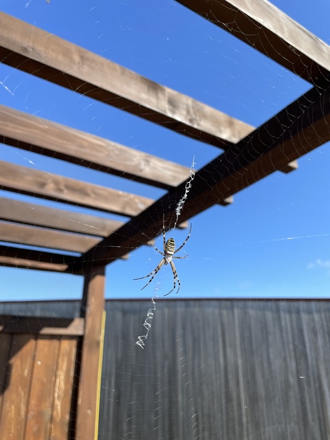 Argiope bruennichi - darázspók