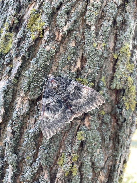 Catocala elocata - közönséges övesbagoly