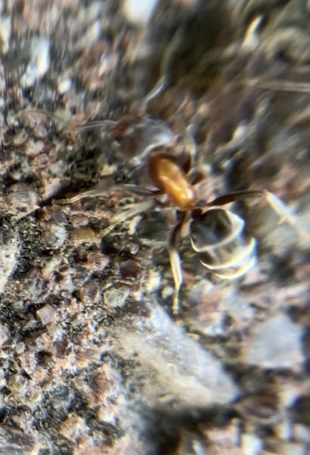 Liometopum microcephalum - tölgyfahangya