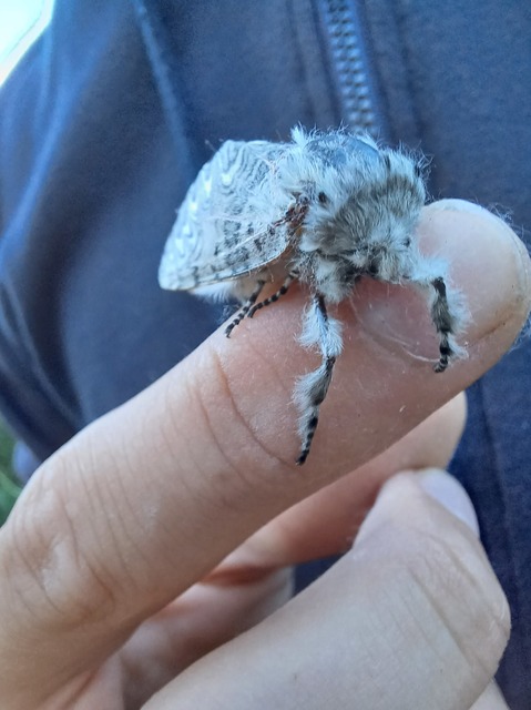 Cerura vinula - nagy púposszövő