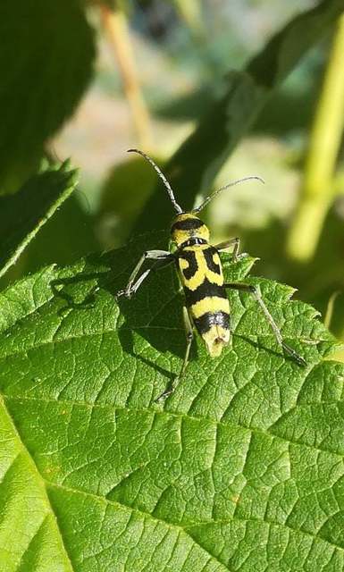 Chlorophorus varius - díszes darázscincér