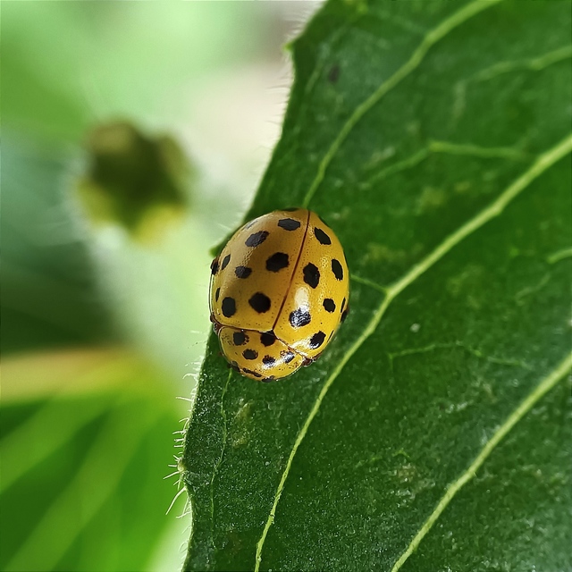 Psyllobora vigintiduopunctata - huszonkétpettyes katica