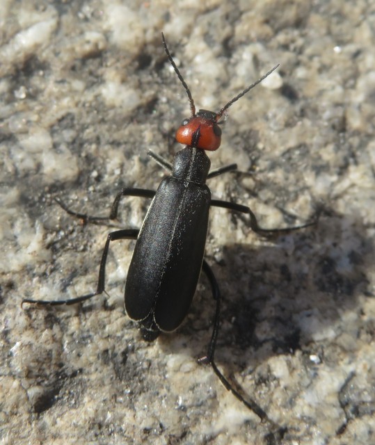 Epicauta rufidorsum - hollóbogár