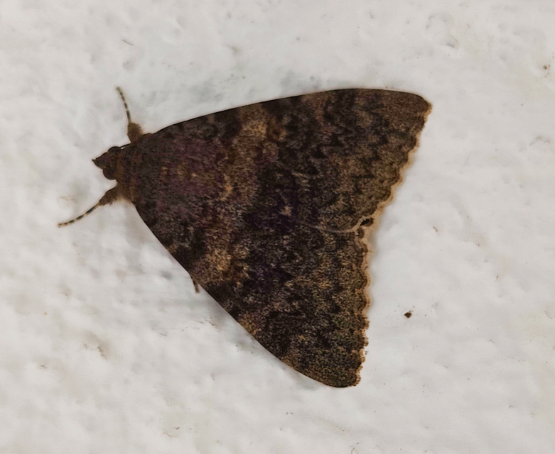 Catocala elocata - közönséges övesbagoly
