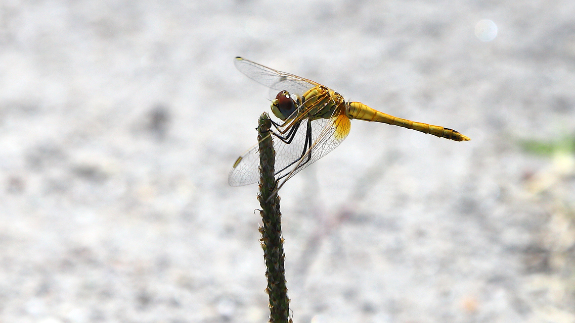 Sympetrum fonscolombii - vándor katona-szitakötő