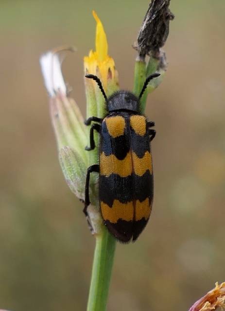 Mylabris variabilis - szalagos hólyaghúzó