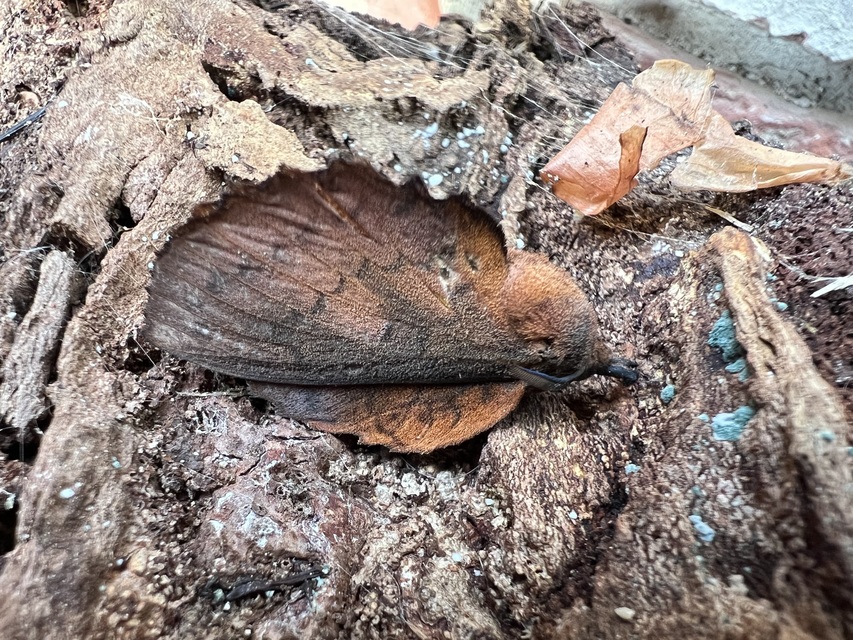 Gastropacha quercifolia - tölgylevélpohók