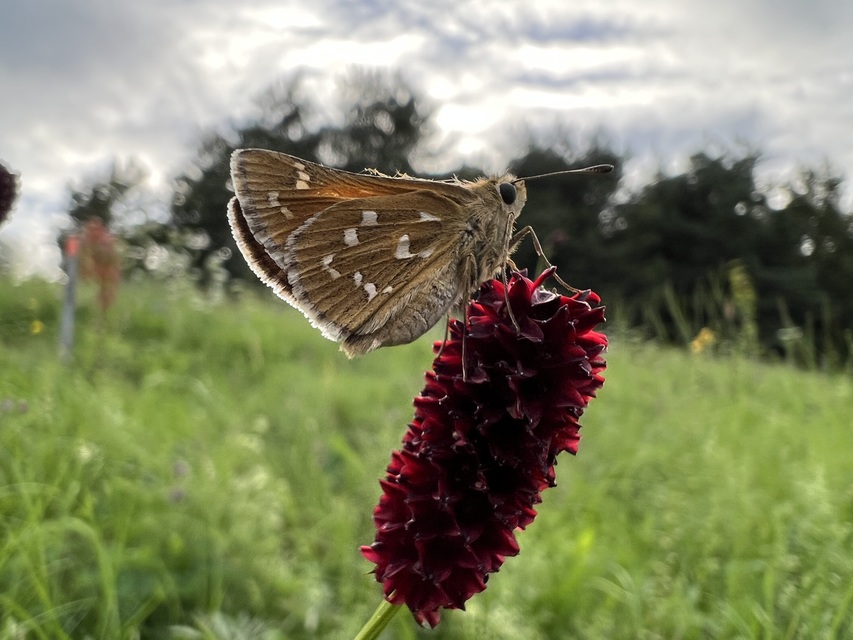 Hesperia comma - vesszős busalepke