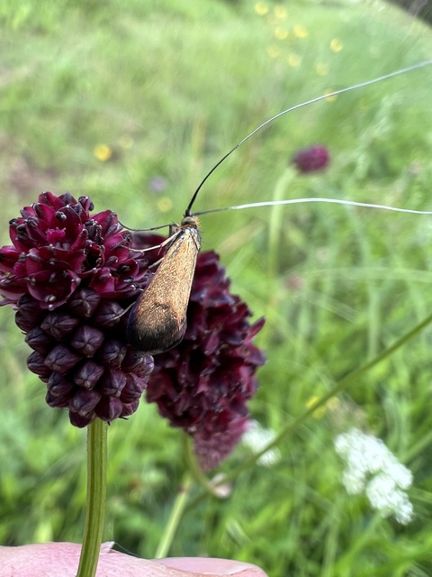 Nemophora metallica - fémszínű tőrösmoly