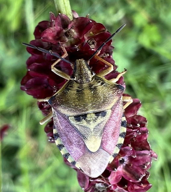 Carpocoris Carpocoris