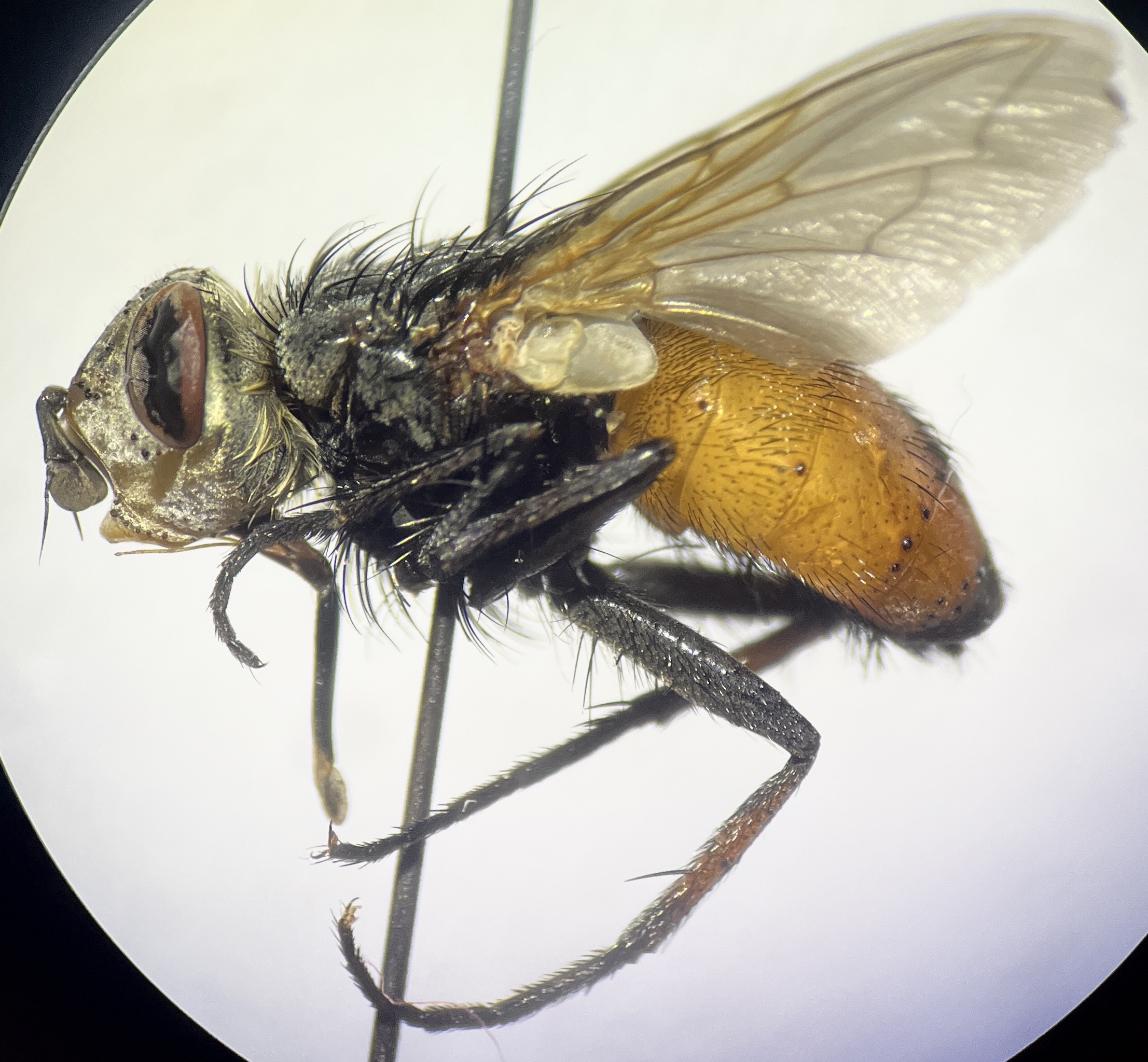 Peleteria rubescens