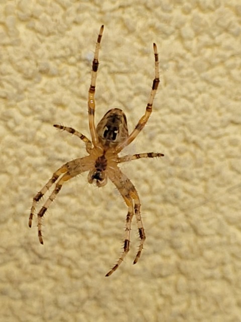 Araneus diadematus - koronás keresztespók