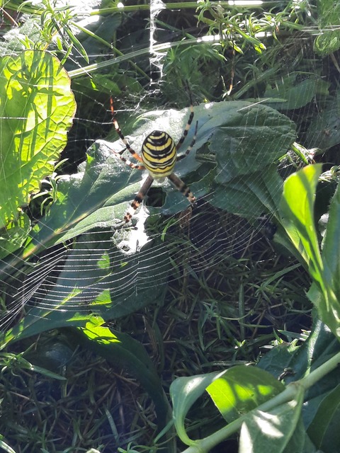 Argiope bruennichi - darázspók
