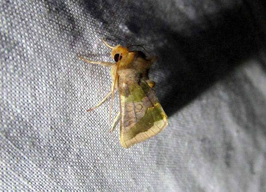 Diachrysia chrysitis - aranybagoly