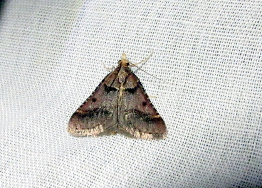 Stemmatophora brunnealis - barna fényilonca