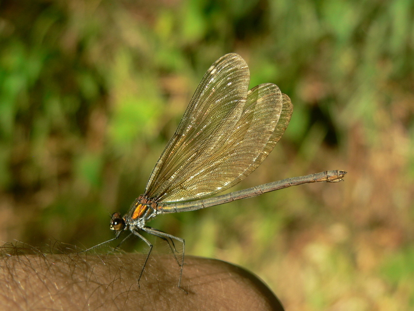 Calopteryx virgo - kisasszony-szitakötő
