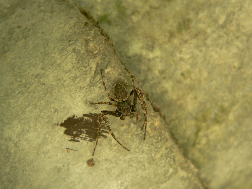 Nuctenea umbratica - közönséges rés-keresztespók