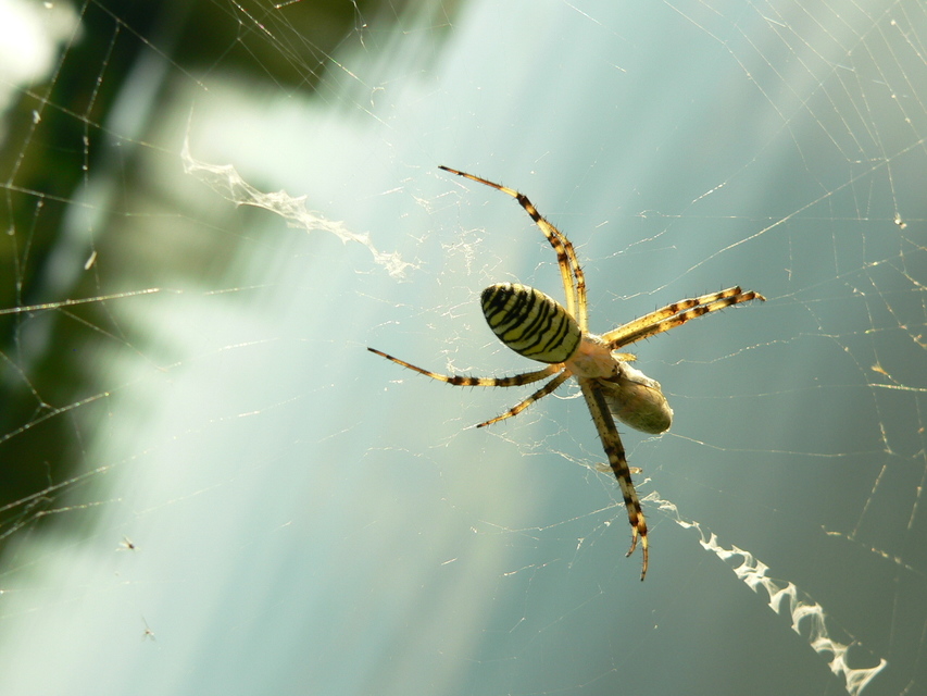 Argiope bruennichi - darázspók