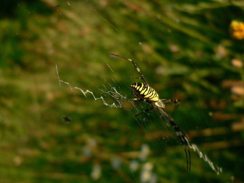 Argiope bruennichi - darázspók