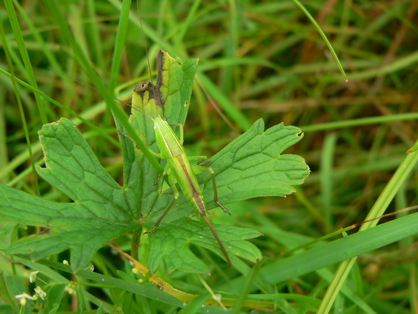 Ruspolia nitidula - nagy kúpfejűszöcske