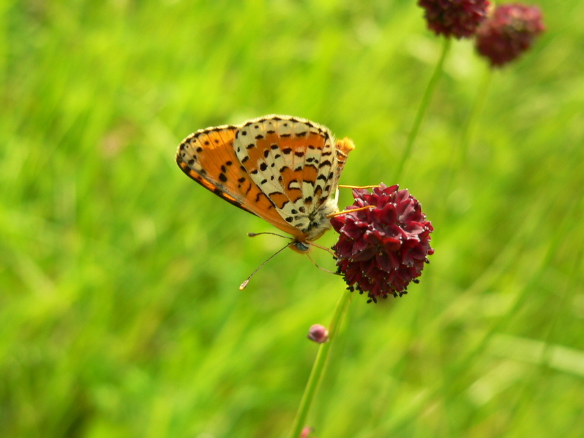 Melitaea didyma - tüzes tarkalepke
