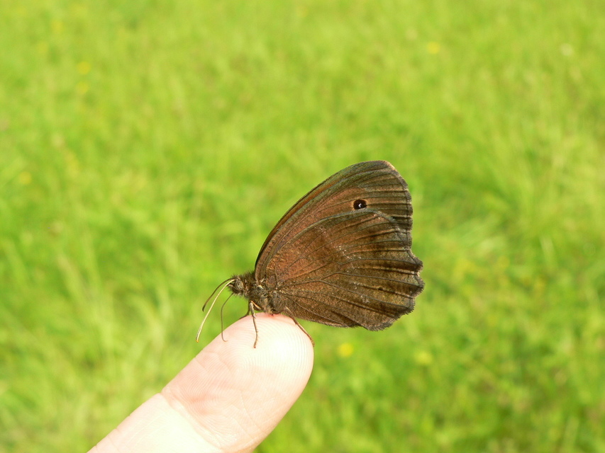 Minois dryas - fekete szemeslepke