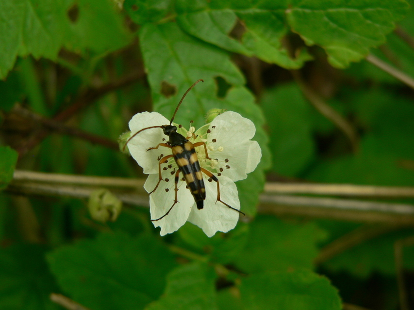 Strangalia attenuata - nyurgacincér