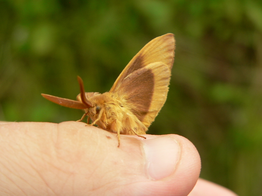 Lasiocampa quercus - tölgyfaszövő