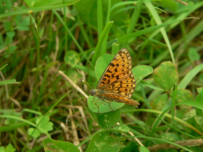 Boloria selene - fakó gyöngyházlepke