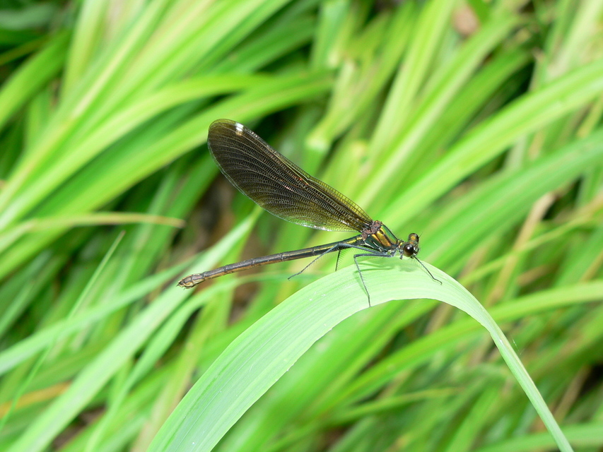 Calopteryx virgo - kisasszony-szitakötő