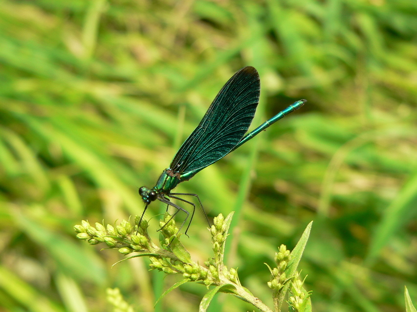 Calopteryx virgo - kisasszony-szitakötő