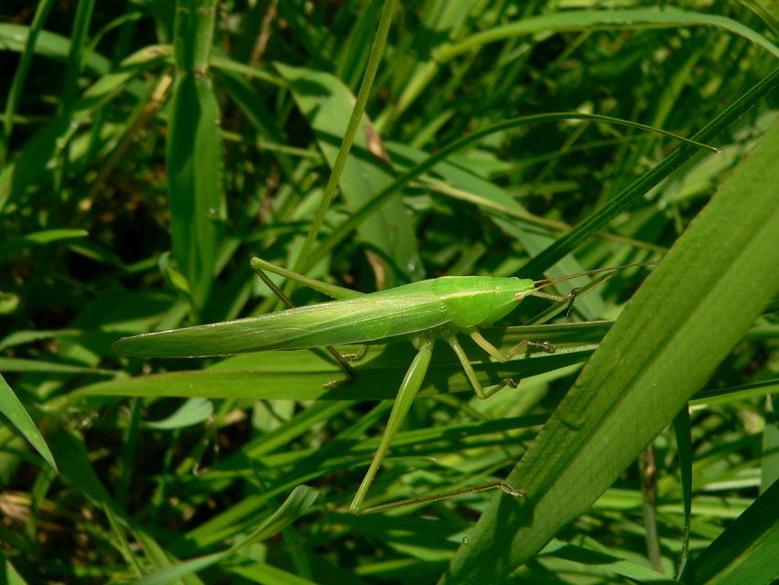 Ruspolia nitidula - nagy kúpfejűszöcske