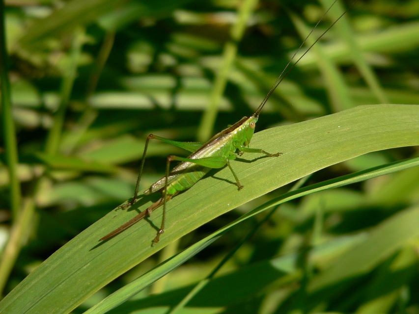 Conocephalus fuscus - kis kúpfejűszöcske