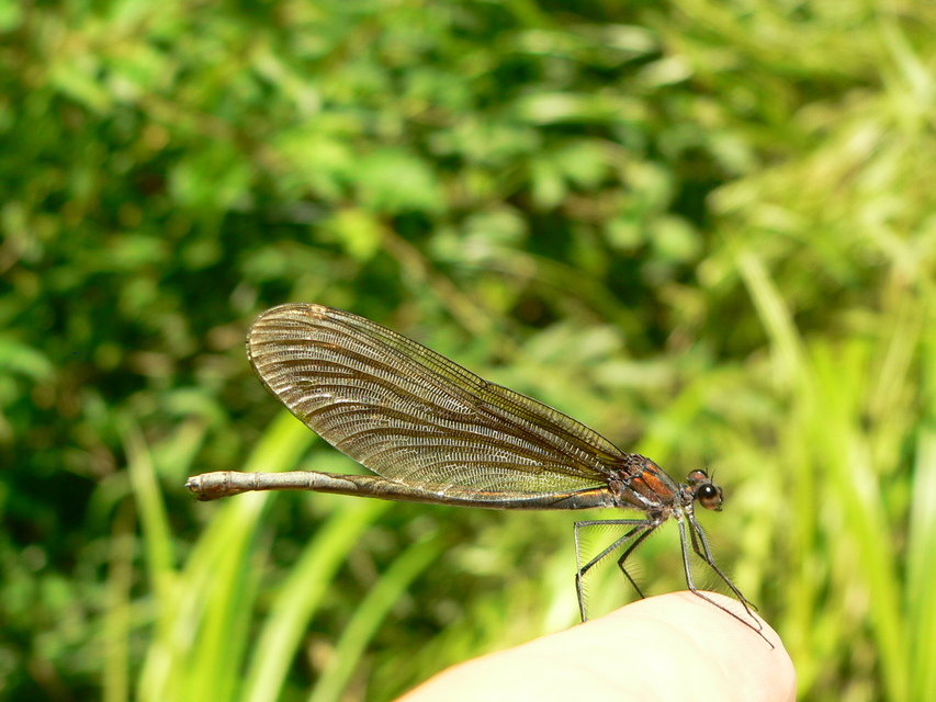 Calopteryx virgo - kisasszony-szitakötő
