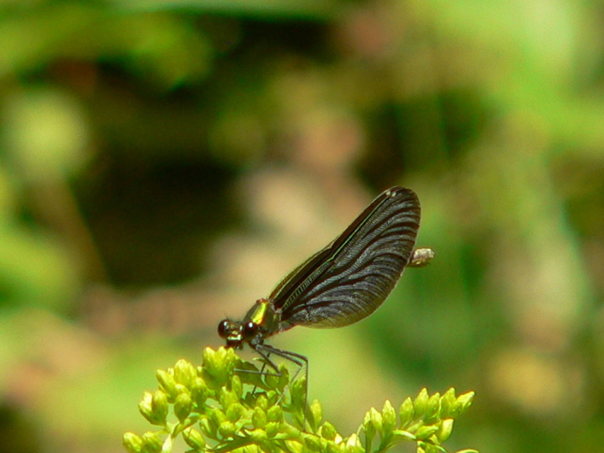 Calopteryx virgo - kisasszony-szitakötő