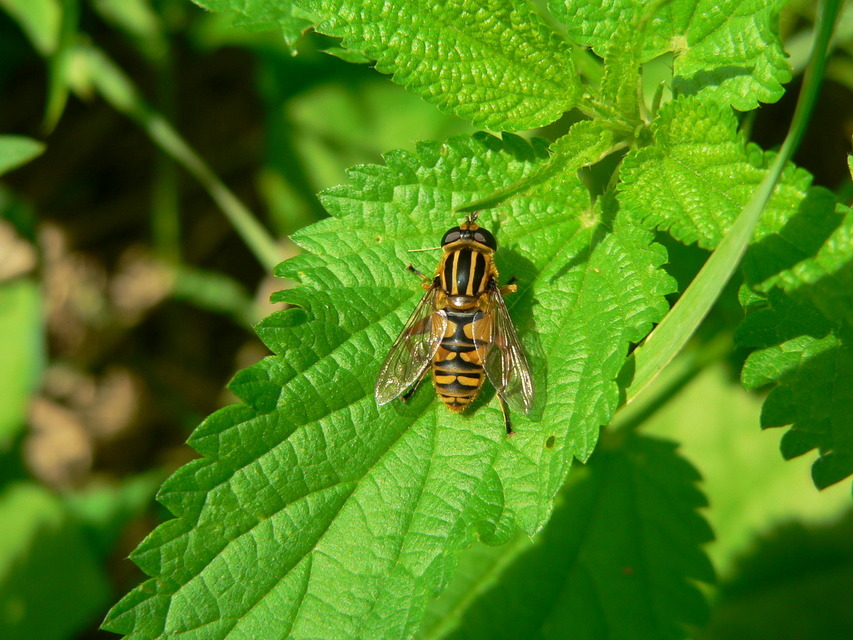 Helophilus pendulus - közönséges mocsárilégy