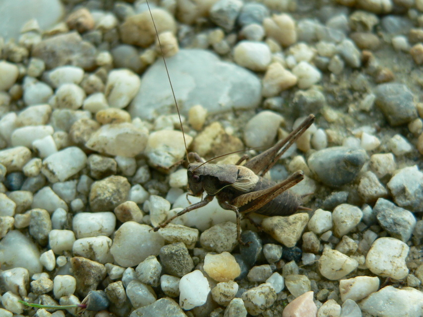 Pholidoptera griseoaptera - szürke avarszöcske