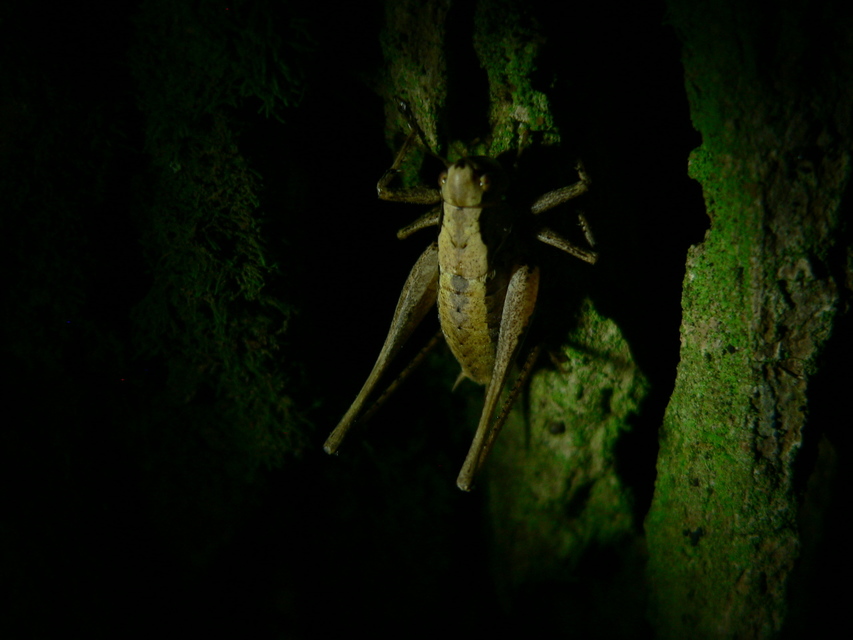 Pholidoptera griseoaptera - szürke avarszöcske