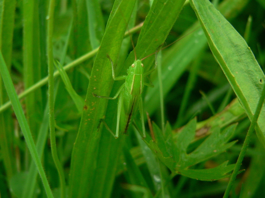Ruspolia nitidula - nagy kúpfejűszöcske