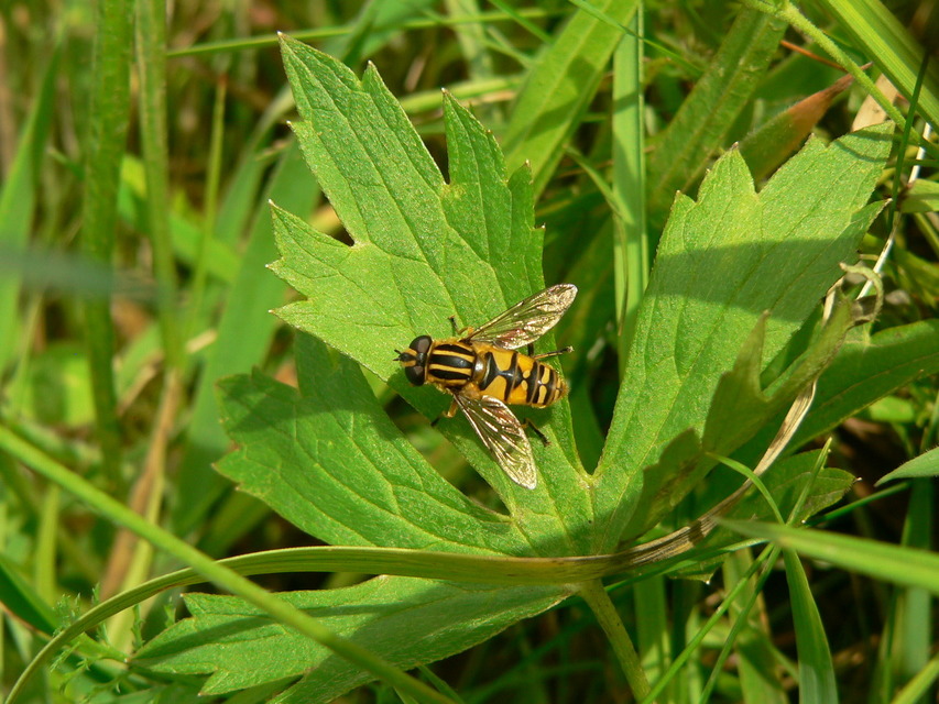 Helophilus pendulus - közönséges mocsárilégy